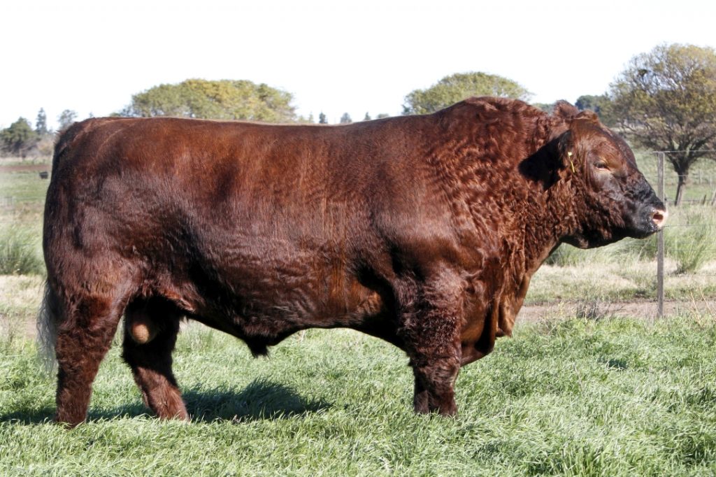 Toros Aberdeen Angus Puros De Pedigree Goe Don Benjam N