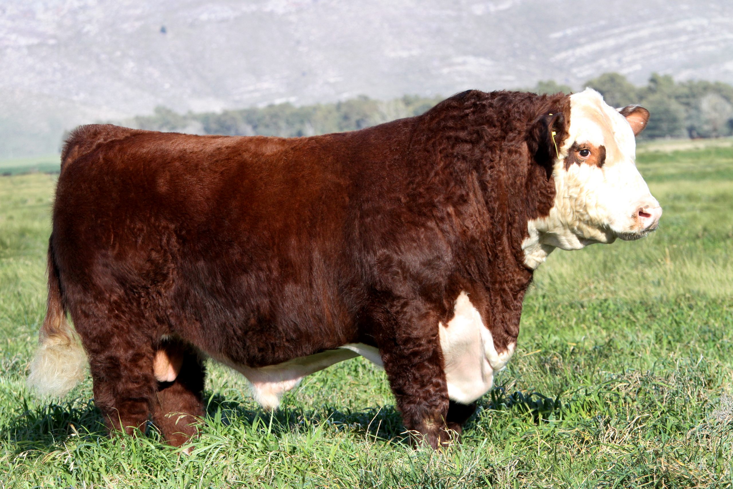 Toros Polled Hereford Puros De Pedigree Don Benjam N